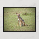 Search for jackals Fox