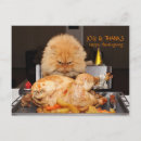 Search for thanksgiving cat postcards Humour