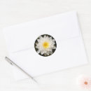 Search for waterlily stickers Waterlilies