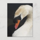 Search for mute postcards Wildlife