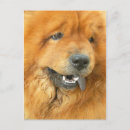Search for chow chows postcards Pet