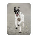Search for pointer magnets Dog