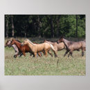 Search for horse breed posters Herd