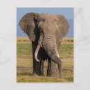 Search for amboseli postcards Amboseli national park