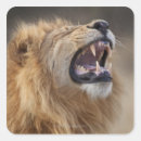 Search for male lion stickers Southern africa