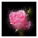 Search for roses on black background posters Pink