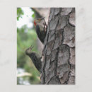 Search for fledgling postcards Birds