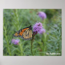 Search for monarch butterfly posters Butterflies