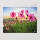 Search for province postcards Flower