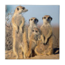Search for awareness tiles Animal