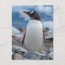Search for inger postcards Antarctic peninsula