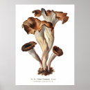 Search for fungi posters Toadstool