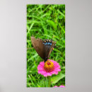 Search for swallowtail posters Black swallowtail butterfly