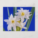 Search for jonquils postcards Floral