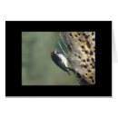 Search for woodpecker Animals
