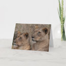 Search for lioness cards Africa