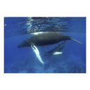 Search for vertebrate posters Animal