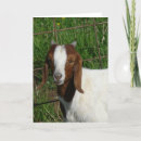 Search for boer goat Billy