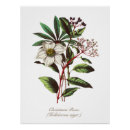 Search for botanical posters Stylish