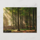 Search for deciduous forest Sunbeam