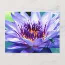 Search for lilly postcards Water