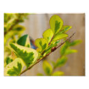 Search for ladybird gifts Black