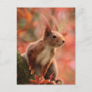 Search for squirrel picture postcards Cute