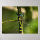 Search for dragonfly posters Animals