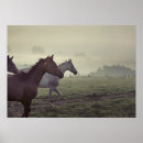 Search for wild horse posters Arabian