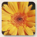 Search for gerbera coasters Yellow