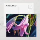 Search for daylily postcards Bloom