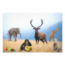 Search for wild sheep posters Animals