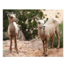 Search for funny sheep art Photography