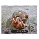 Search for grumpy photography Crabs