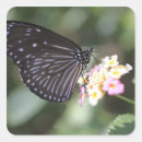 Search for butterfly on black stickers Animal