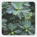 Search for south pacific stickers Tropical