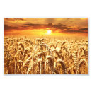 Search for cereal posters Grain