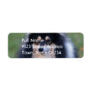 Search for sheltie return address labels Dog breed