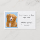 Search for nova scotia Dog