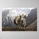 Search for nepal posters Tibetan