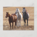 Search for equines postcards White