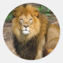 Search for african wildlife stickers Lion