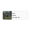 Search for bald eagle return address labels Photography