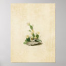 Search for finches posters Illustration
