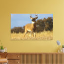 Search for buck canvas prints Wildlife