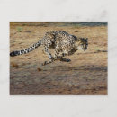 Search for acinonyx jubatus postcards Africa