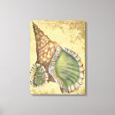 Search for seashell decorations art Nature