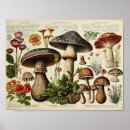 Search for vintage mushroom posters Antique