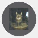 Search for meme cat stickers Retro