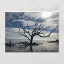 Search for dead tree postcards Trees